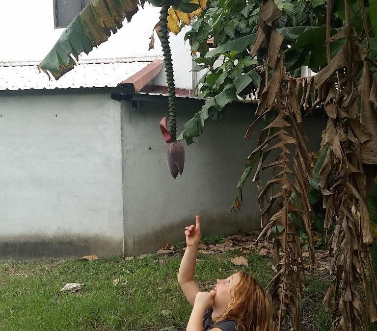 Her first banana tree and bananas.