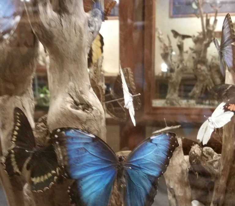 Diamante Costa Rica - buterflies